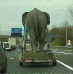 elefante, grande, transporte, desajeitado, yahoo